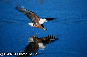 African Fish Eagle